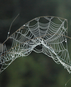 spider web